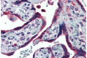 Immunohistochemistry (Formalin/PFA-fixed paraffin-embedded sections) of human placenta tissue with TXNDC4 polyclonal antibody . (ERP44 Antikörper  (Internal Region))