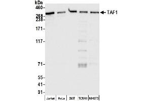 Western Blotting (WB) image for anti-TAF1 RNA Polymerase II, TATA Box Binding Protein (TBP)-Associated Factor, 250kDa (TAF1) (AA 1800-1850) antibody (ABIN7450798)