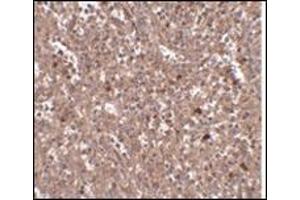 Immunohistochemistry of PIG-Y in human spleen tissue with this product at 2. (PIGY Antikörper  (Center))