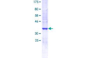 PSGR Protein (AA 221-320) (GST tag)