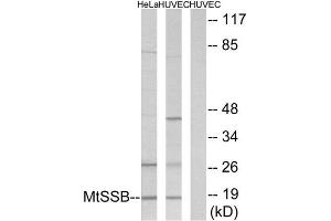 Western Blotting (WB) image for anti-Single-Stranded DNA Binding Protein 1 (SSBP1) (C-Term) antibody (ABIN1849544) (SSBP1 Antikörper  (C-Term))