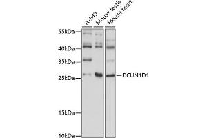Western blot analysis of extracts of various cell lines, using DCUN1D1 antibody (ABIN7266719) at 1:1000 dilution. (DCUN1D1 Antikörper  (AA 15-70))