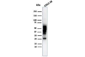 Western blot analysis of COLO-38 cell lysate using SOX10 Mouse Monoclonal Antibody (SOX10/992). (SOX10 Antikörper  (AA 115-269))