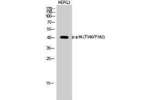 Western Blotting (WB) image for anti-Mitogen-Activated Protein Kinase 14 (MAPK14) (pThr180), (pTyr182) antibody (ABIN3179535) (MAPK14 Antikörper  (pThr180, pTyr182))
