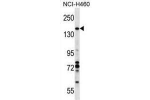 Western Blotting (WB) image for anti-Valosin Containing Protein (p97)/p47 Complex Interacting Protein 1 (Vcpip1) (AA 123-151), (N-Term) antibody (ABIN955502)