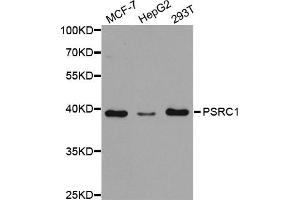 Western Blotting (WB) image for anti-proline/serine-Rich Coiled-Coil 1 (PSRC1) antibody (ABIN1876672) (PSRC1 Antikörper)