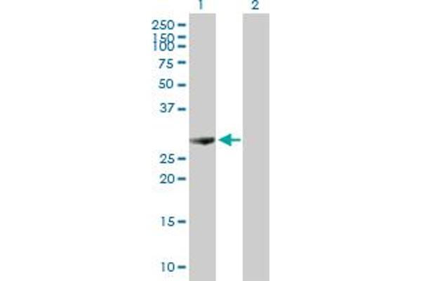 PSME1 antibody  (AA 1-249)