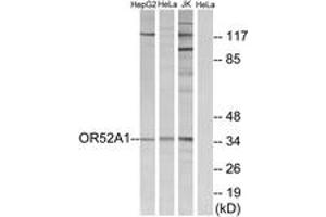 Western blot analysis of extracts from HeLa/Jurkat/HepG2 cells, using OR52A1 Antibody.