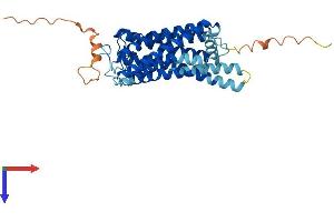 OPN1MW Protein (AA 1-364) (His tag)