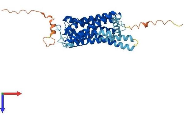 OPN1MW Protein (AA 1-364) (His tag)