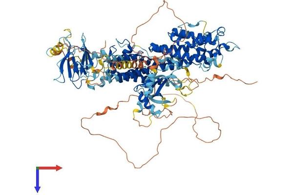 RASIP1 Protein (AA 1-961) (His tag)
