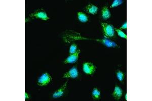 anti-Heat Shock 70kDa Protein 2 (HSPA2) (AA 564-598), (C-Term) antibody