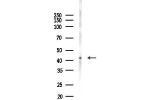 Western blot analysis of lysates from Mouse brain, using Phospho-BCKDHA (Ser292/Ser337) Antibody at 1/1000 dilution.