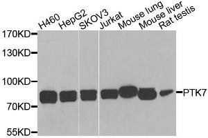 Western blot analysis of extracts of various cell lines, using PTK7 antibody. (PTK7 Antikörper)