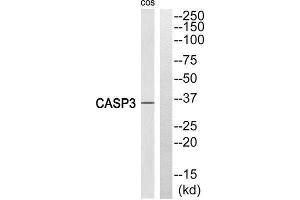 Western Blotting (WB) image for anti-Caspase 3 (CASP3) (Cleaved-Ser29), (N-Term) antibody (ABIN1853497) (Caspase 3 Antikörper  (Cleaved-Ser29, N-Term))
