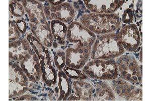 Immunohistochemical staining of paraffin-embedded Human Kidney tissue using anti-LMAN1 mouse monoclonal antibody. (LMAN1 Antikörper)
