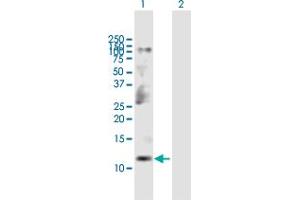 Western Blot analysis of CKS2 expression in transfected 293T cell line by CKS2 MaxPab polyclonal antibody. (CKS2 Antikörper  (AA 1-79))
