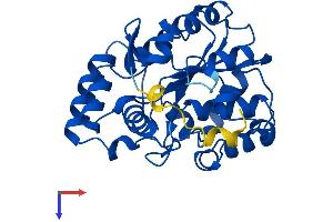 SULT1C2 Protein (AA 1-304) (His tag)