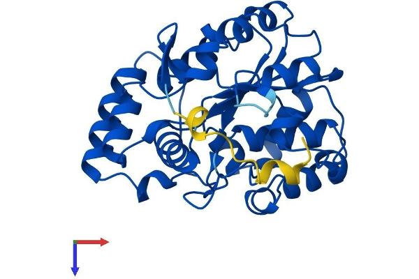 SULT1C2 Protein (AA 1-304) (His tag)