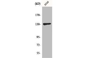 Western Blot analysis of A549 cells using Sin3B Polyclonal Antibody (SIN3B Antikörper  (Internal Region))