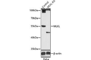Western blot analysis of extracts from normal (control) and MLKL knockout (KO) HeLa cells, using MLKL antibody (ABIN6130557, ABIN6143881, ABIN6143885 and ABIN6217453) at 1:1000 dilution. (MLKL Antikörper)