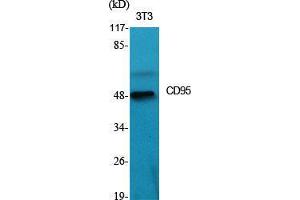 Western Blot (WB) analysis of specific cells using CD95 Polyclonal Antibody.