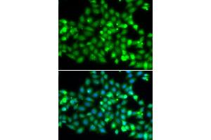 Immunofluorescence analysis of  cells using TRIM69 antibody (ABIN7270998). (TRIM69 Antikörper  (AA 1-341))