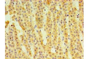 Immunohistochemistry of paraffin-embedded human adrenal gland tissue using ABIN7148610 at dilution of 1:100 (HSD11B1 Antikörper  (AA 25-292))