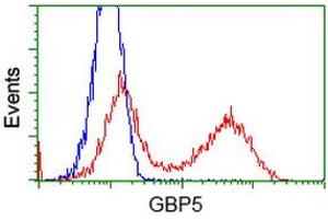 HEK293T cells transfected with either RC206627 overexpress plasmid (Red) or empty vector control plasmid (Blue) were immunostained by anti-GBP5 antibody (ABIN2454092), and then analyzed by flow cytometry. (GBP5 Antikörper)