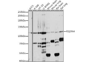 Western blot analysis of extracts of various cell lines, using PDZRN4 antibody (ABIN7269200) at 1:1000 dilution. (PDZRN4 Antikörper  (AA 220-450))