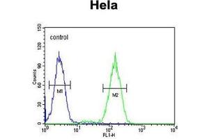 BCKDHB Antibody (N-term) flow cytometric analysis of Hela cells (right histogram) compared to a negative control cell (left histogram). (BCKDHB Antikörper  (N-Term))