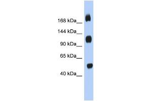 WB Suggested Anti-C2orf55 Antibody Titration: 0. (C2orf55 Antikörper  (Middle Region))