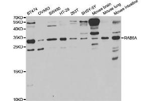 Western blot analysis of extracts of various cell lines, using RAB6A antibody (ABIN5973269) at 1/1000 dilution. (RAB6A Antikörper)