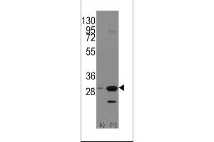 Western blot analysis of PHB1 using rabbit polyclonal PHB1 Antibody (Human C-term) using 293 cell lysates (2 ug/lane) either nontransfected (Lane 1) or transiently transfected with the PHB1 gene (Lane 2). (Prohibitin Antikörper  (C-Term))