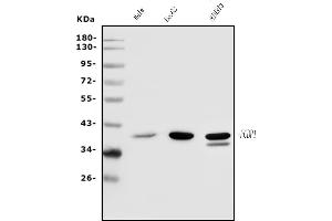 Western blot analysis of PCBP1 using anti-PCBP1 antibody (ABIN7600127).