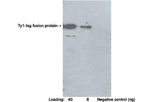 Western blot analysis of Ty1-tag fusion protein using Rabbit Anti-Ty1-tag Polyclonal Antibody (ABIN398650) Secondary antibody: Goat Anti-Rabbit IgG (H&L) [HRP] Polyclonal Antibody (ABIN398323) The signal was developed with LumiSensorTM HRP Substrate Kit (ABIN769939) (Ty1 Tag Antikörper)