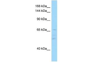 WB Suggested Anti-IL16 Antibody Titration: 1.