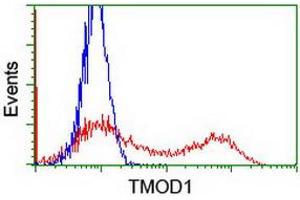 Flow Cytometry (FACS) image for anti-Tropomodulin 1 (TMOD1) antibody (ABIN1501526) (Tropomodulin 1 Antikörper)
