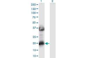 Western Blotting (WB) image for anti-MAF1 Homolog (MAF1) (AA 1-256) antibody (ABIN1327010)