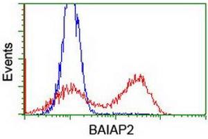 HEK293T cells transfected with either RC214570 overexpress plasmid (Red) or empty vector control plasmid (Blue) were immunostained by anti-BAIAP2 antibody (ABIN2454654), and then analyzed by flow cytometry. (BAIAP2 Antikörper)