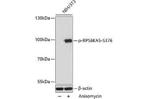 Western blot analysis of extracts of NIH/3T3 cells, using Phospho-RPS6K-S376 antibody (ABIN7270039) at 1:2000 dilution. (MSK1 Antikörper  (pSer376))