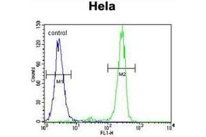 Flow cytometric analysis of Hela cells using MED7 Antibody (Center) Cat. (MED7 Antikörper  (Middle Region))