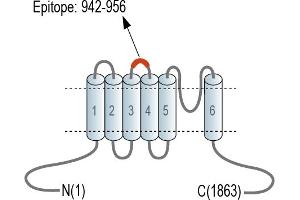 Representative domain view of the target of ABIN7885597.