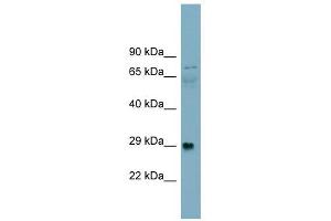 DAG1 antibody used at 1 ug/ml to detect target protein. (Dystroglycan Antikörper)