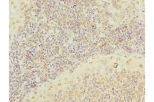 Immunohistochemistry of paraffin-embedded human tonsil tissue using ABIN7168636 at dilution of 1:100 (SCRG1 Antikörper  (AA 21-98))