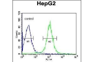 TRSS2 Antibody (Center) (ABIN391564 and ABIN2841503) flow cytometric analysis of HepG2 cells (right histogram) coared to a negative control cell (left histogram). (TMPRSS2 Antikörper  (AA 314-343))