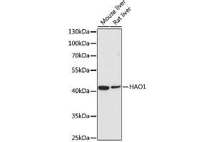 Western blot analysis of extracts of various cell lines, using HAO1 antibody. (HAO1 Antikörper  (AA 1-370))