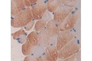 IHC-P analysis of Mouse Tissue, with DAB staining. (ALOX5 Antikörper  (AA 374-536))