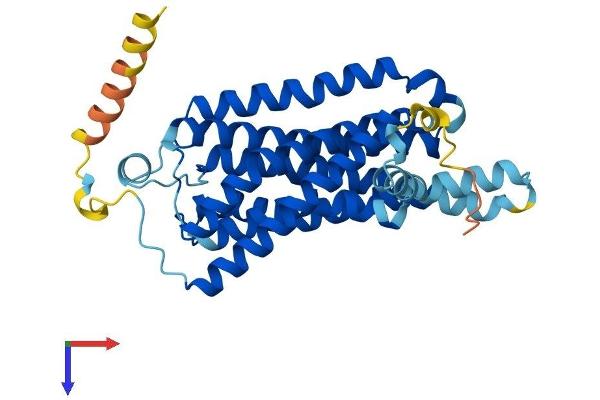 GPR58 Protein (AA 1-351) (His tag)