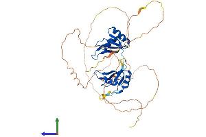 Protein Structure (PS) image for RNA Binding Motif, Single Stranded Interacting Protein 3 (RBMS3) (AA 1-431) protein (His tag) (ABIN7558964)